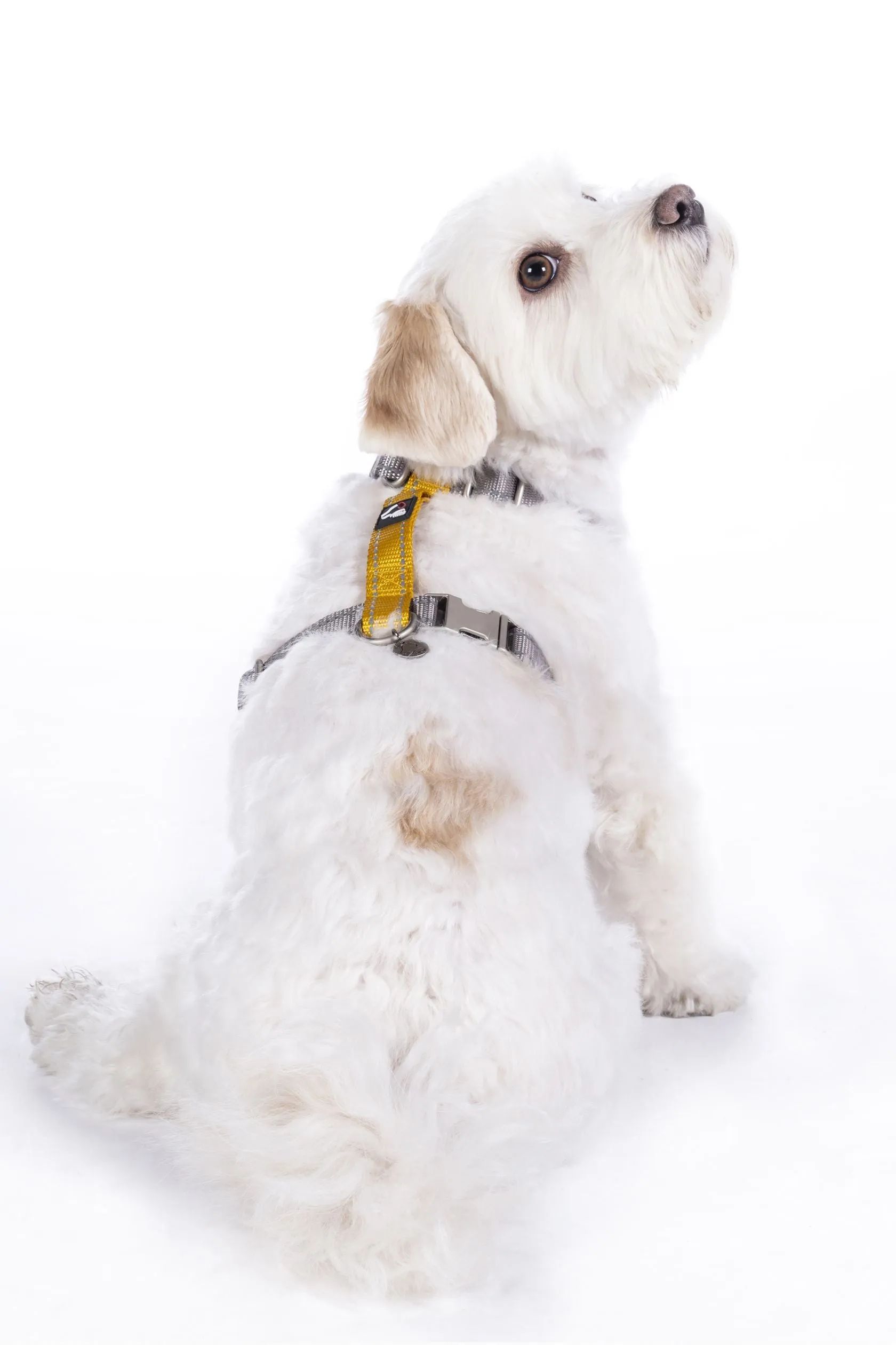 Dog Harness Anam Cara Basic Nylon