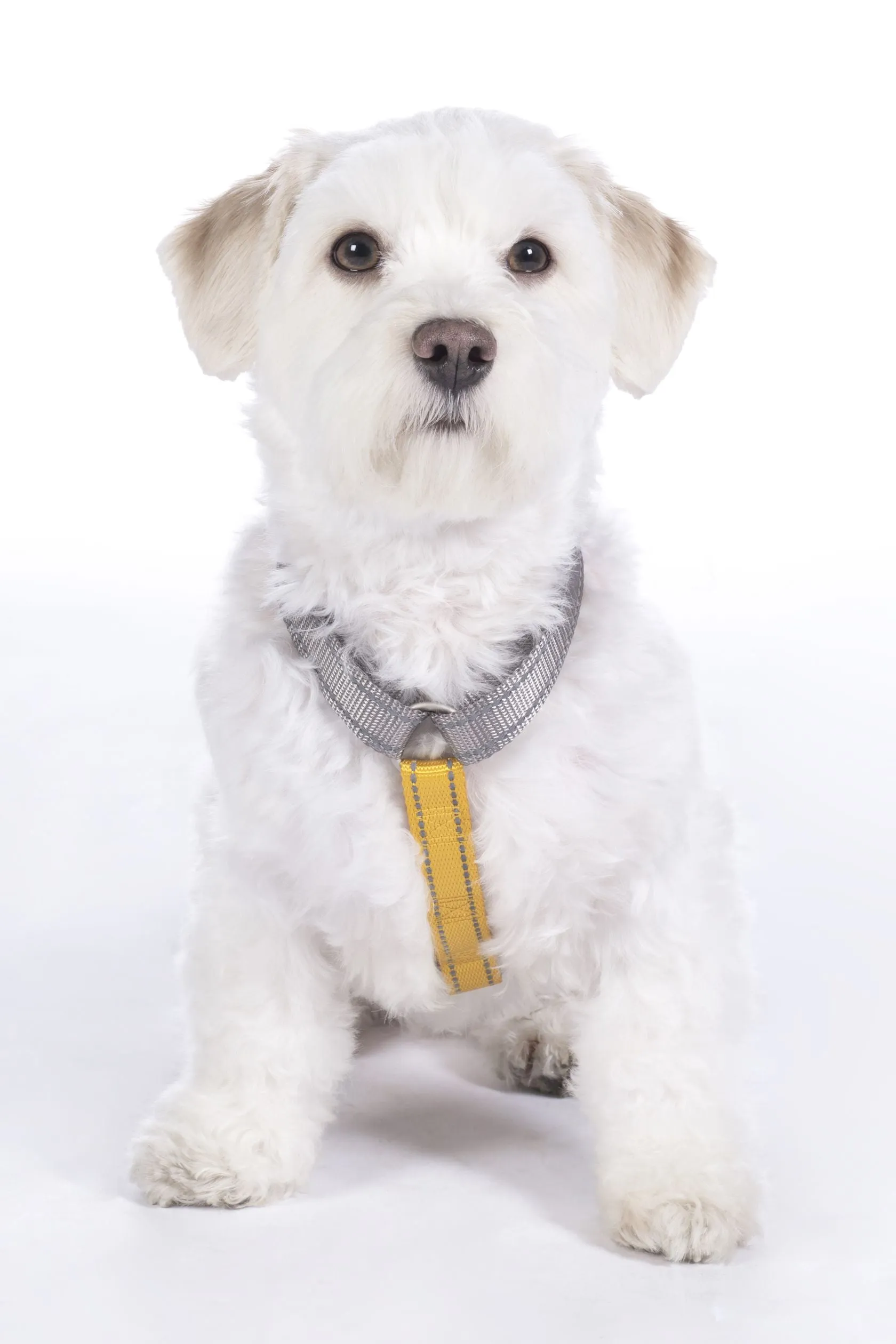 Dog Harness Anam Cara Basic Nylon