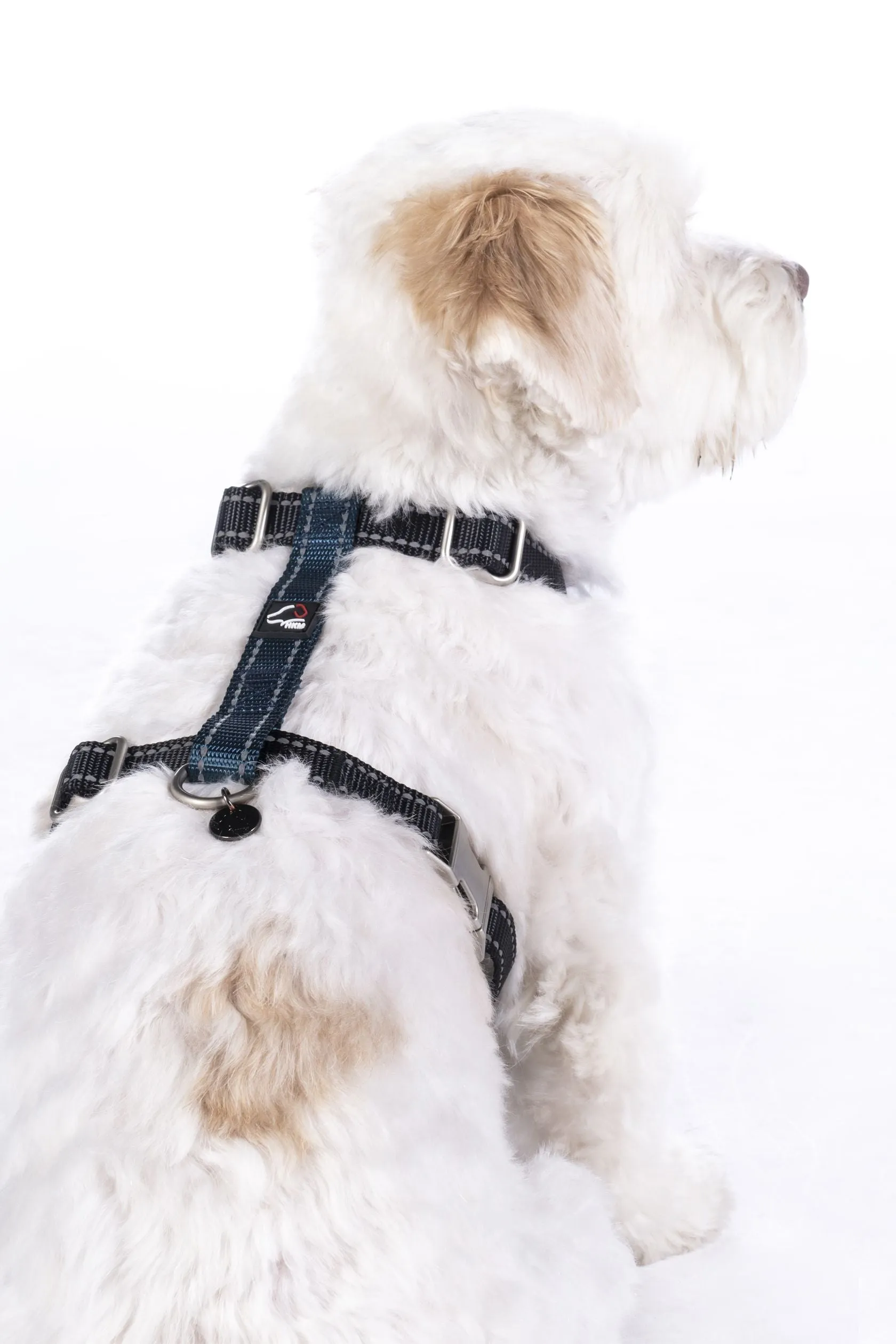 Dog Harness Anam Cara Basic Nylon