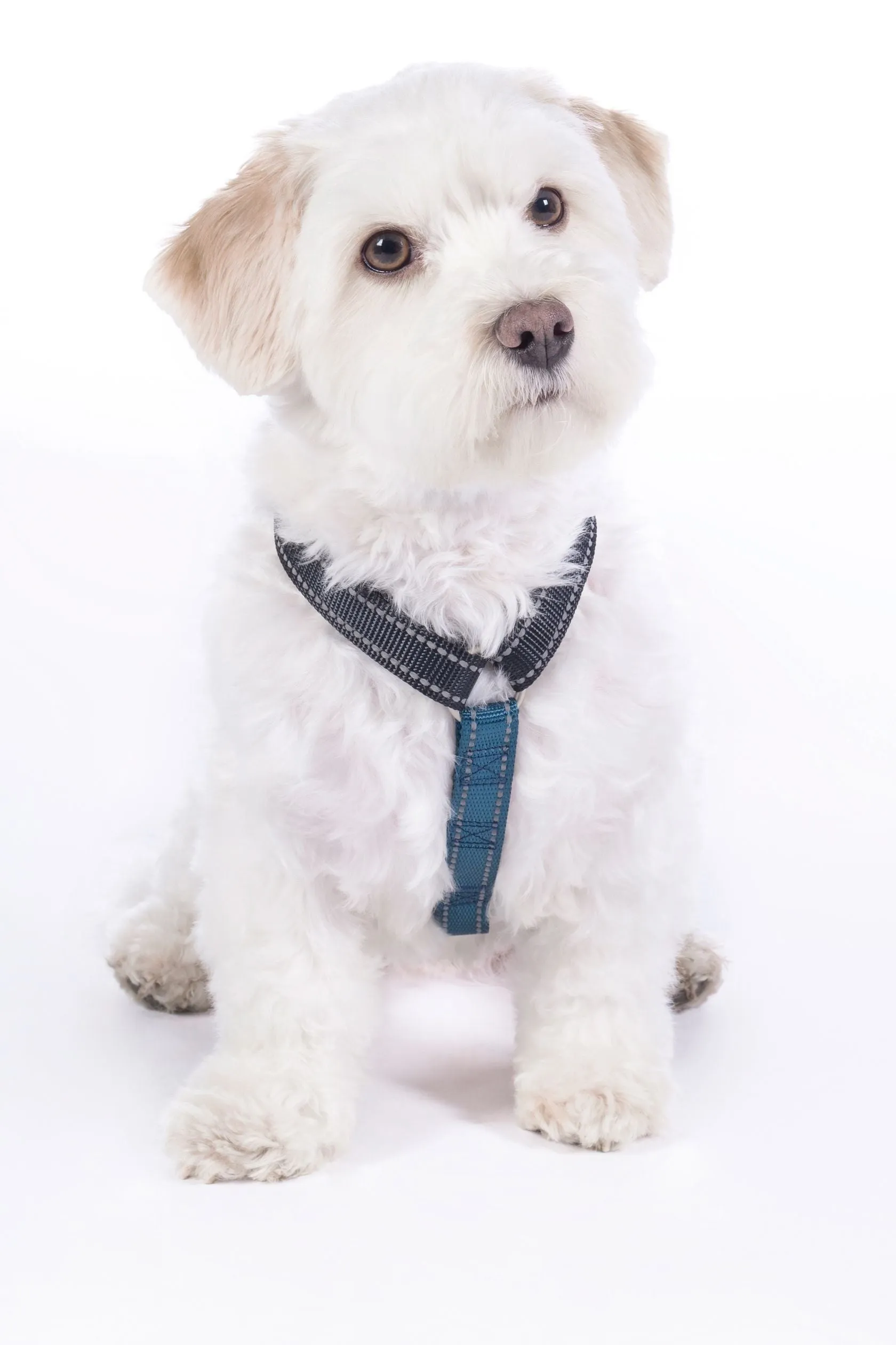 Dog Harness Anam Cara Basic Nylon