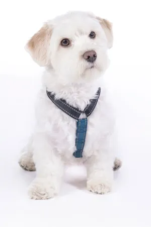 Dog Harness Anam Cara Basic Nylon