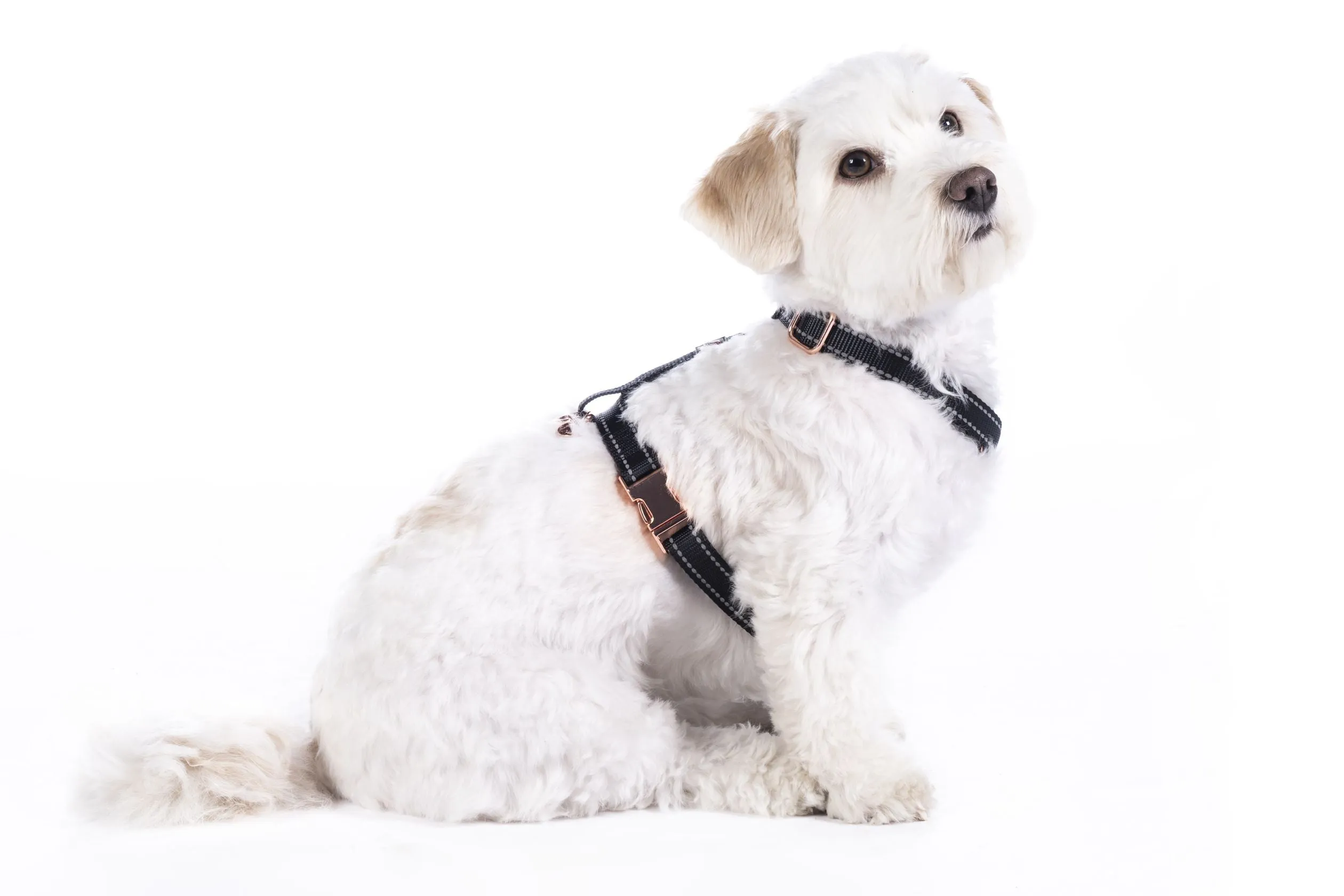 Dog Harness Anam Cara Basic Nylon