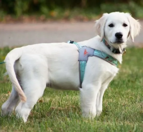 Doggy Tales Realtree Step In V Harness, Sea Glass