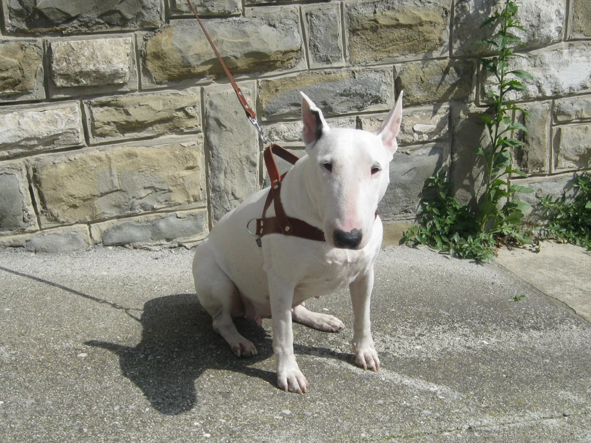 Leather Dog Harness in 6 Colors With Side D-Rings
