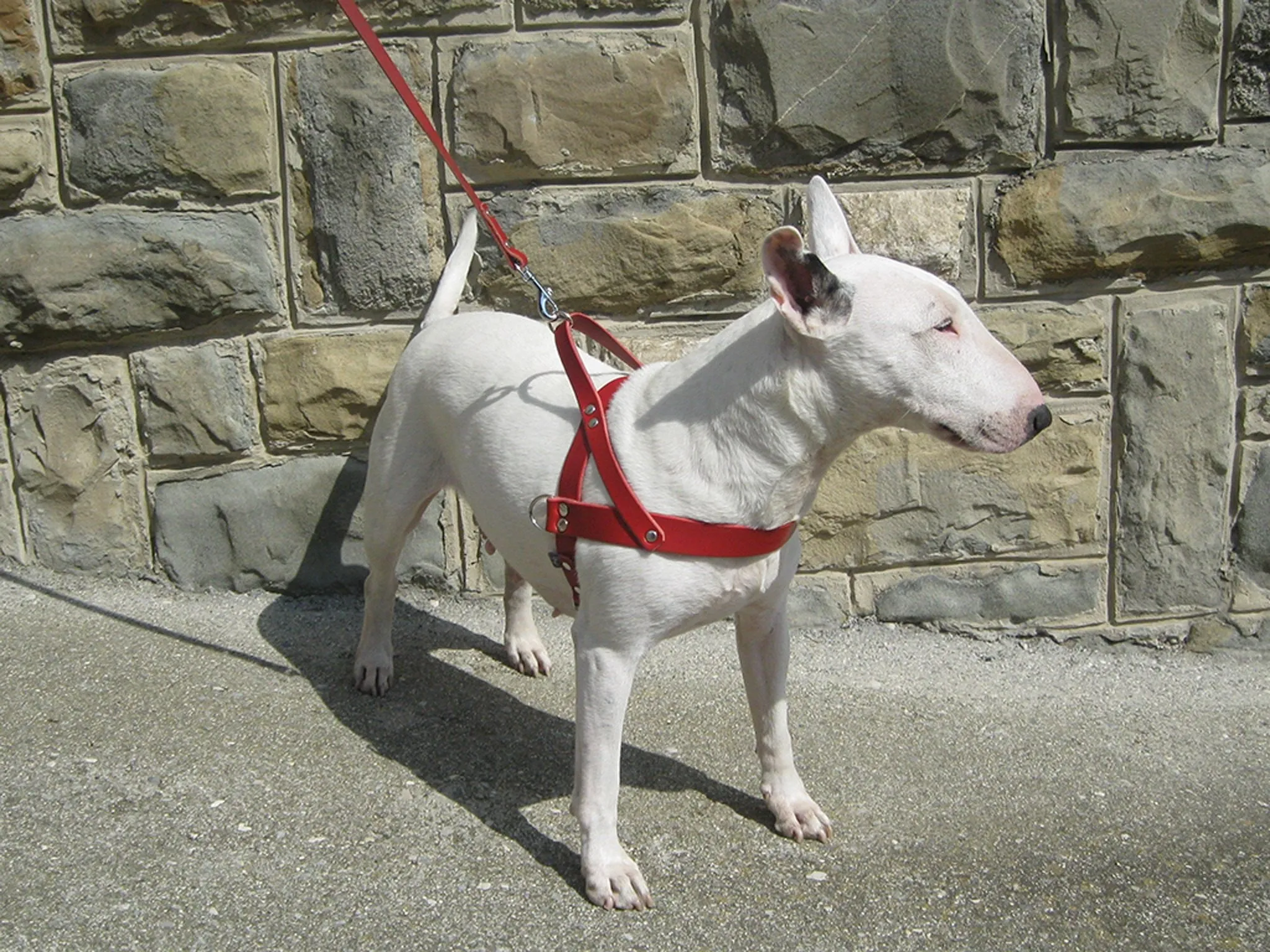 Leather Dog Harness in 6 Colors With Side D-Rings