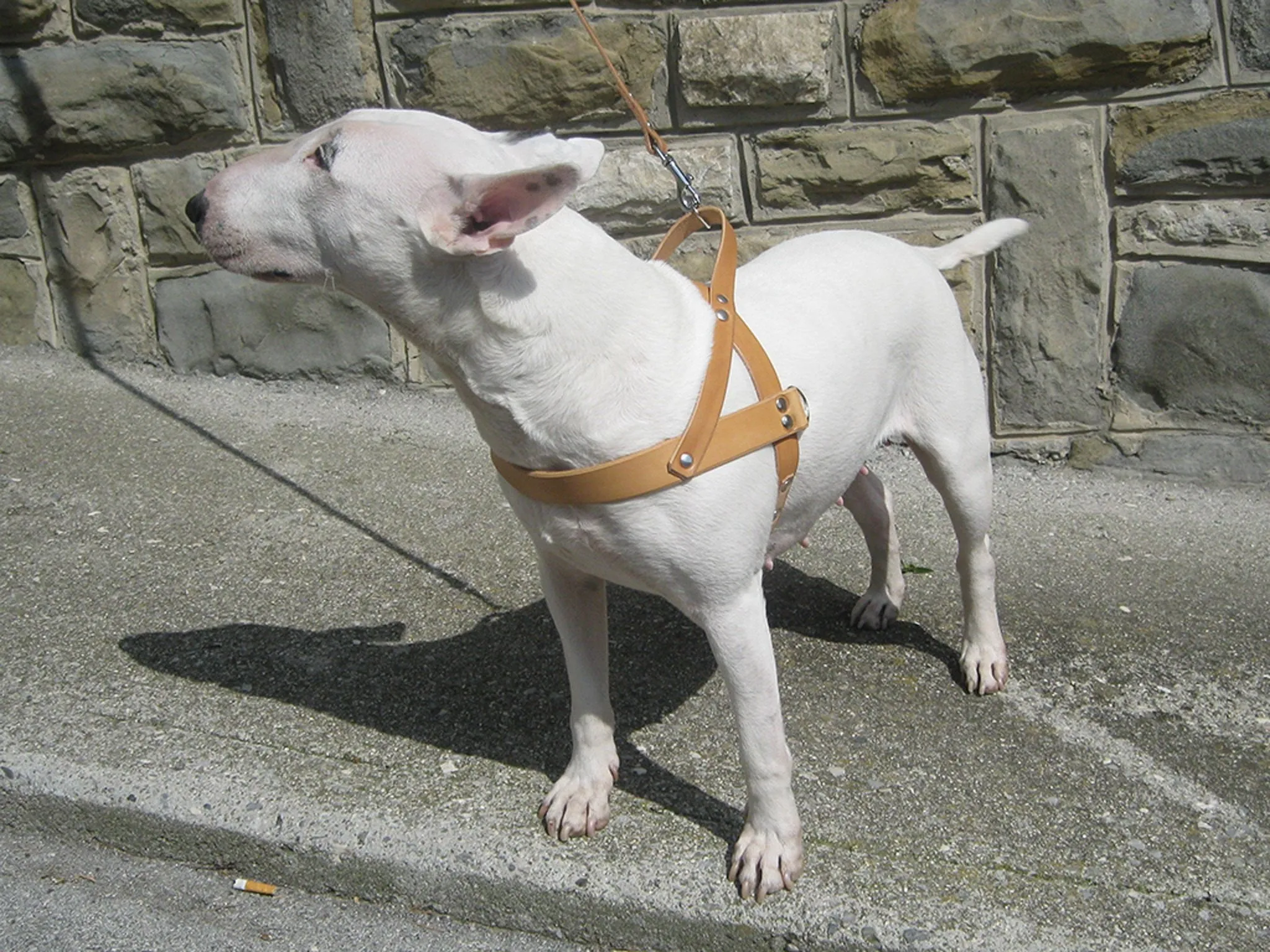 Leather Dog Harness in 6 Colors With Side D-Rings