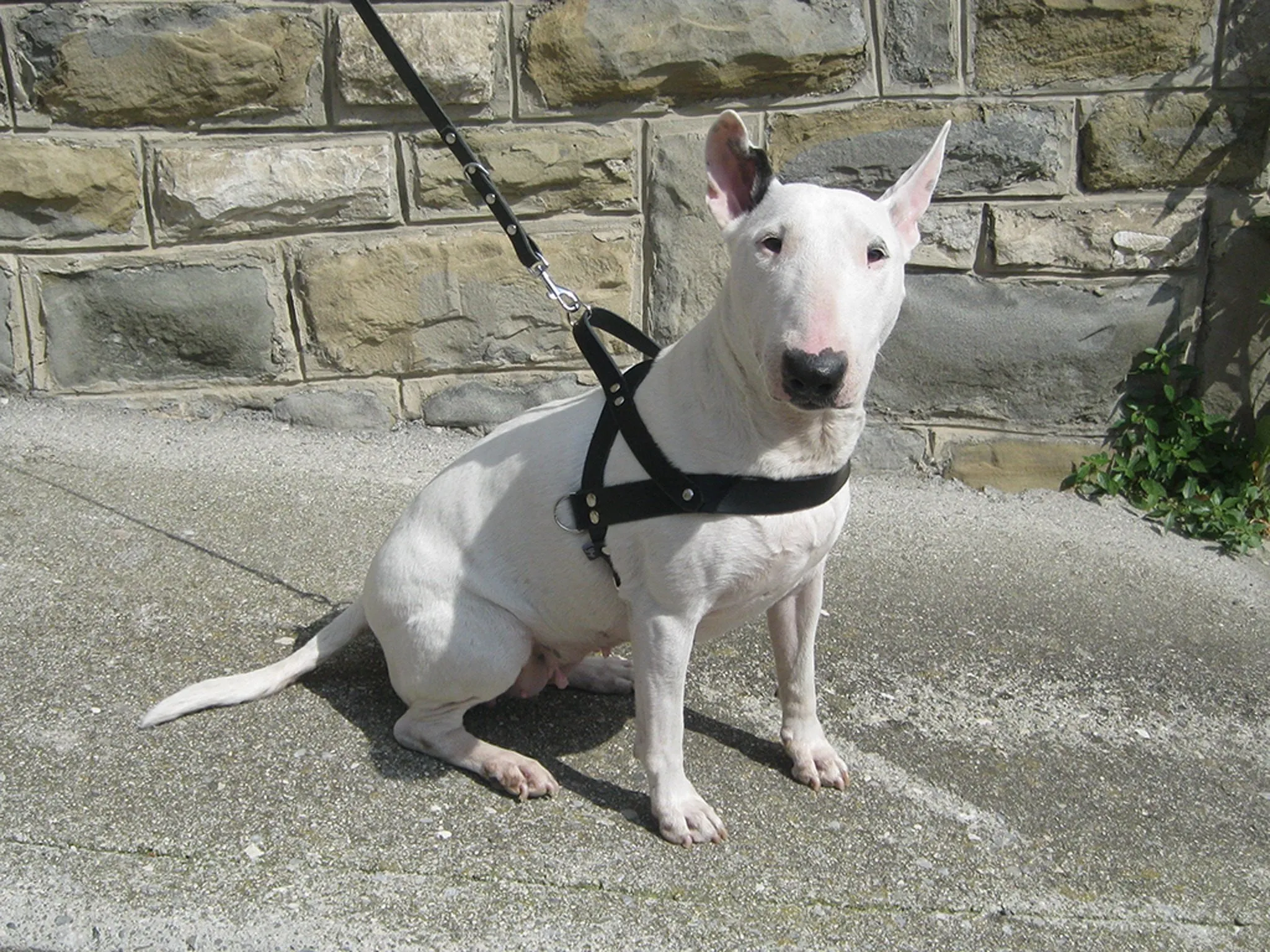 Leather Dog Harness in 6 Colors With Side D-Rings