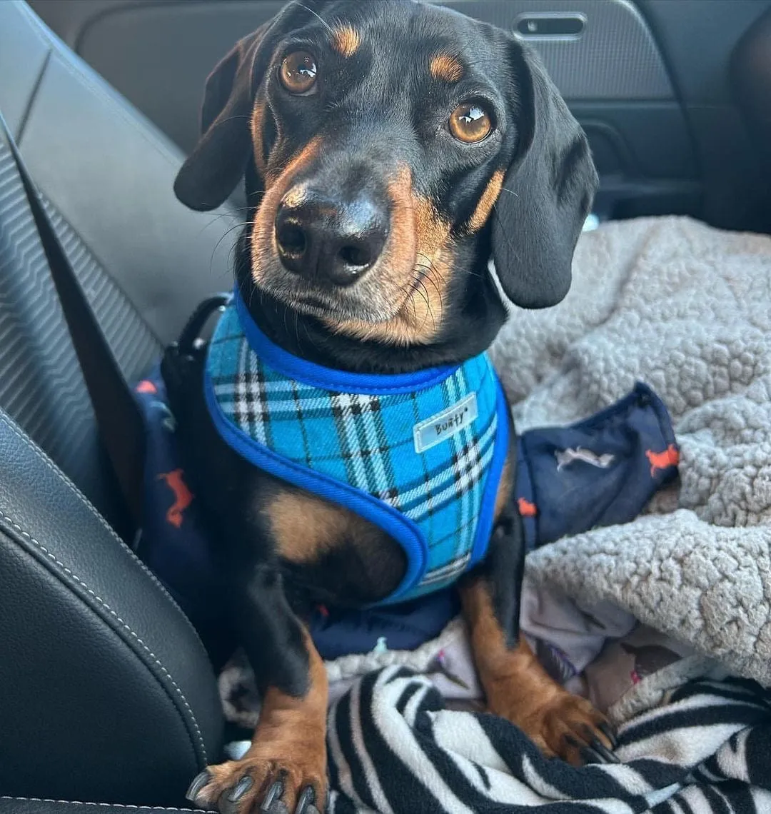 Soft Dog & Puppy Harness with Clip, Adjustable